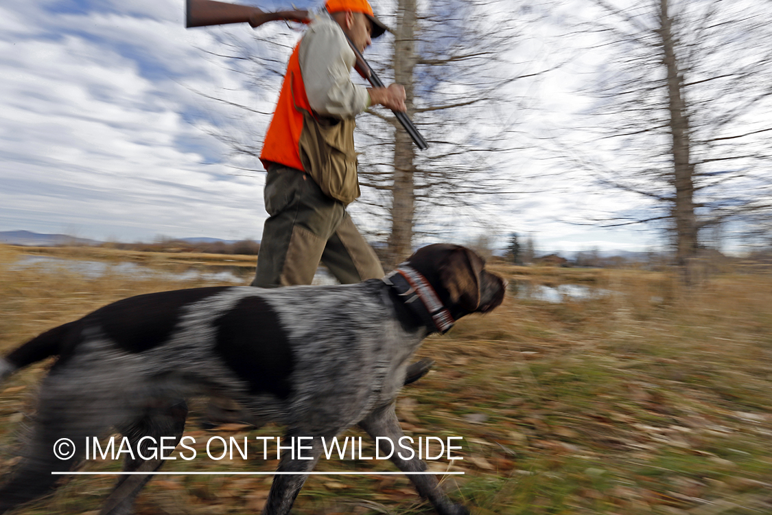 Upland game bird hunter in field with Griffon Pointer.