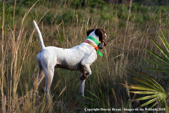  English Pointer on Point in Field