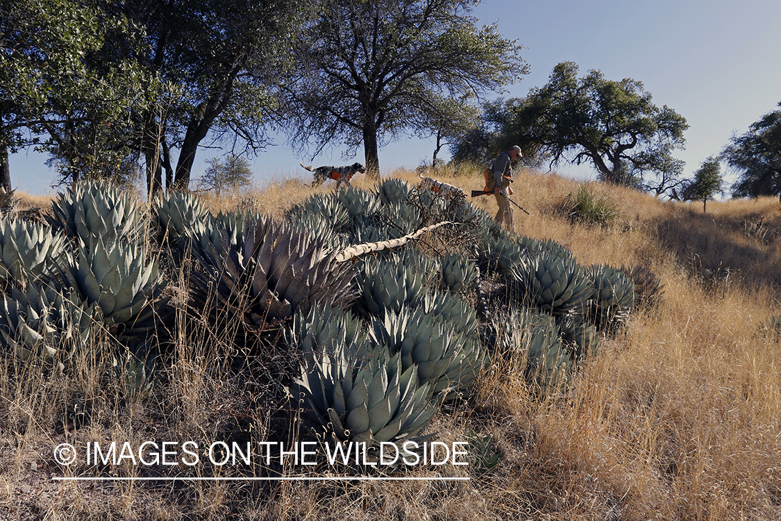 Upland game bird hunter with dogs near cacti.