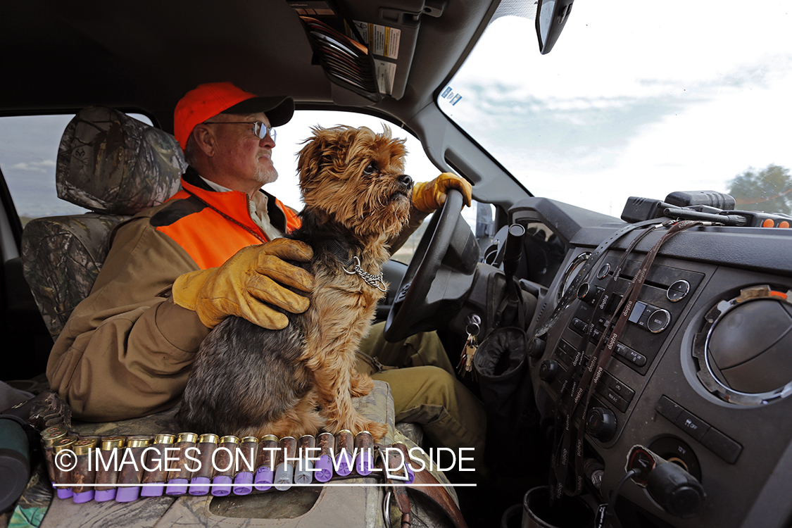 Upland game bird hunter driving with Yorkshire Terrier in Arizona.