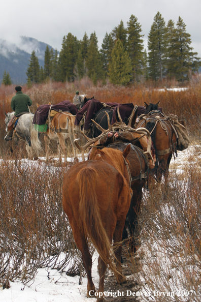 Elk hunt packstring in mountains