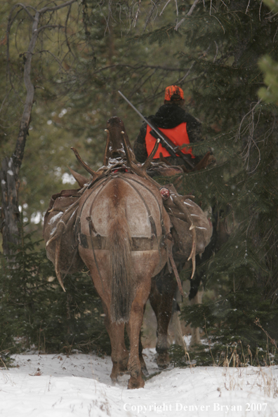 ELk hunter with pack string