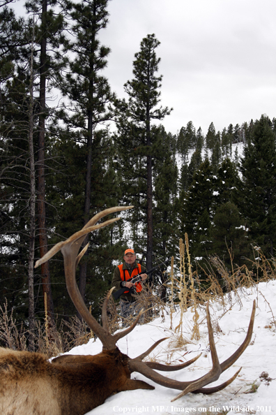 Big game hunter approaching downed elk.