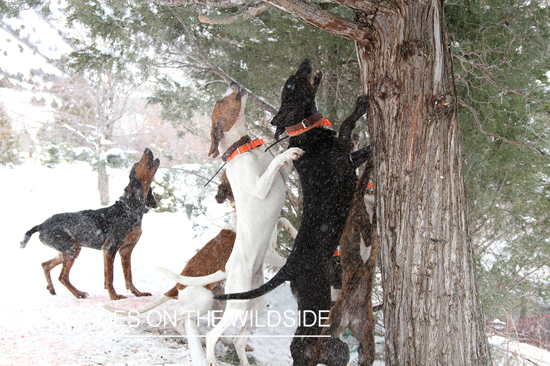 Mountain lion hunting dogs baying.