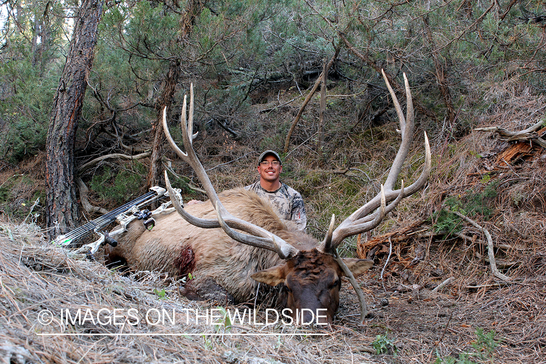 Bow hunter with bagged bull elk.