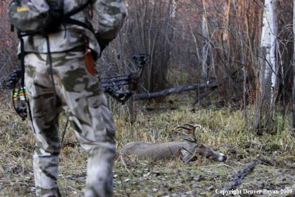 Bowhunter approaching whitetail buck.
