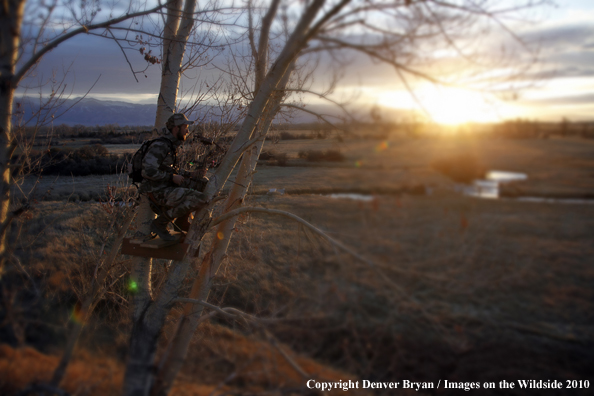 Bowhunter sitting in tree stand. (Original image # 11049-016.84D)