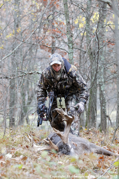 Bowhunter approaching bagged buck. 