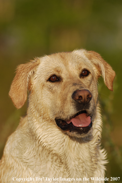 Yellow Labrador Retriever