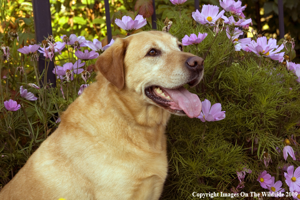 Yellow Labrador Retriever