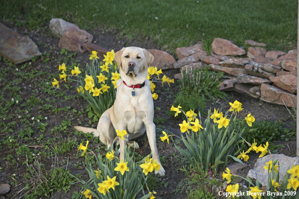 Yellow Labrador Retriever in yard