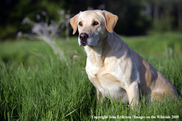 Yellow Labrador Retriever in field