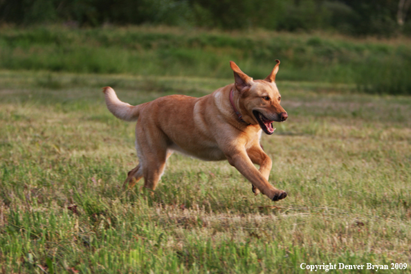 Yellow Labrador Retriever in yard