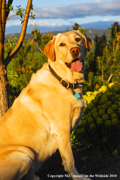 Yellow Labrador Retriever