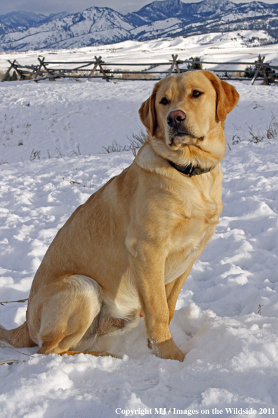 Yellow Labrador Retriever in winter. 