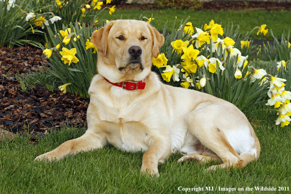 Yellow Labrador Retriever.