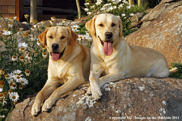 Yellow Labrador Retrievers.
