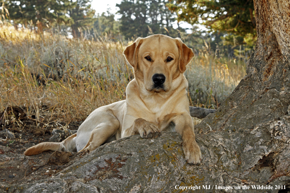 Yellow Labrador Retriever.