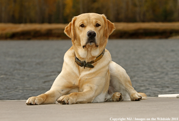 Yellow Labrador Retriever.