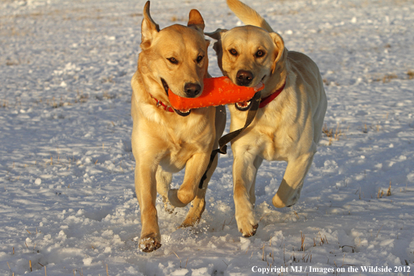 Yellow Labs playing. 
