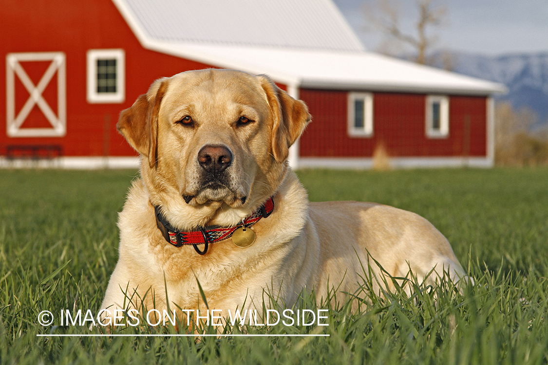 Yellow Labrador Retriever