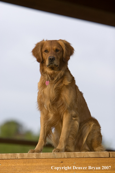 Golden Retriever sitting on deck.