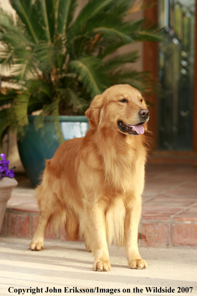 Golden Retriever 