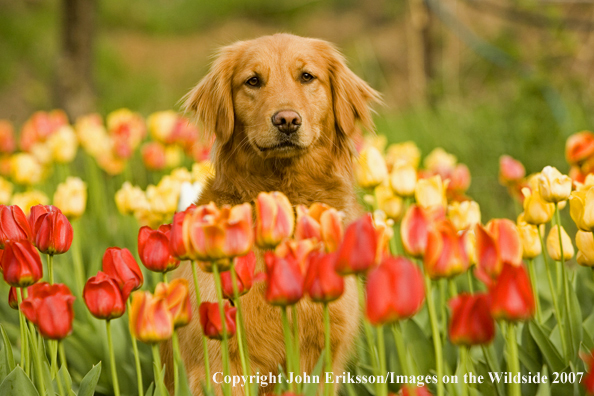 Golden Retriever in tulips