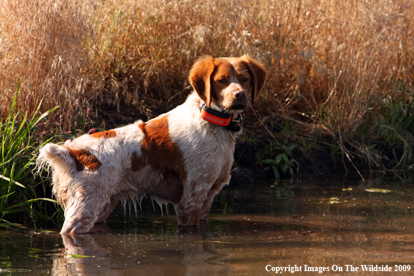 Brittany Spaniel in field