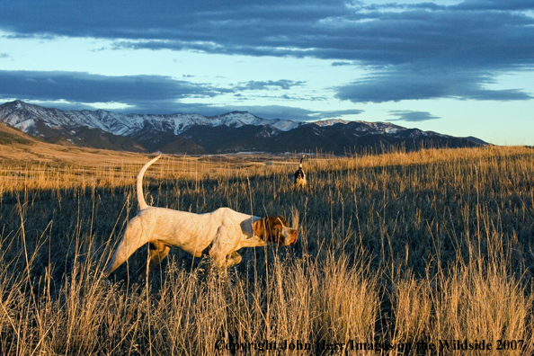 English Pointer
