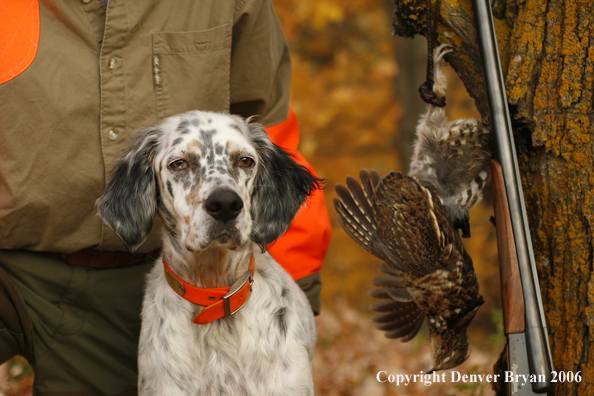  English Setter with bagged grouse and gun in woods
