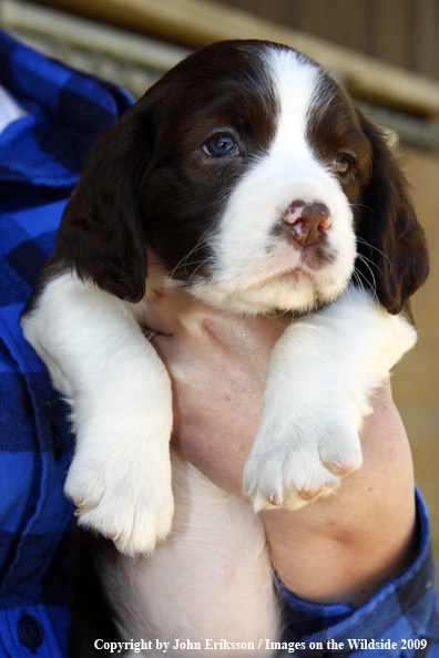 Springer Spaniel puppy