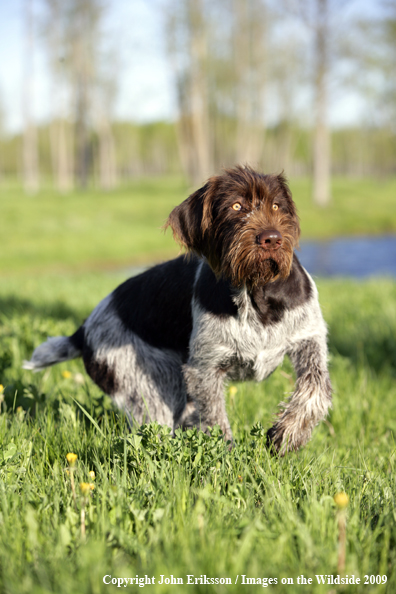 German Wirehair Pointer in field
