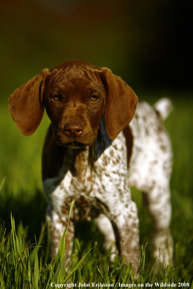 German Shorthaired Pointer Pup