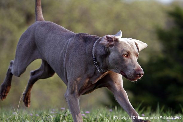 Weimaraner in field