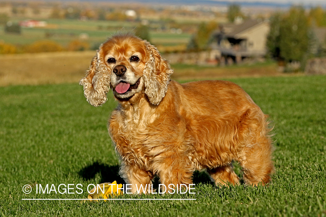 Cocker Spaniel with toy duck.