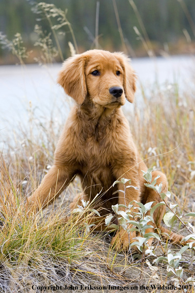 Golden Retriever puppy