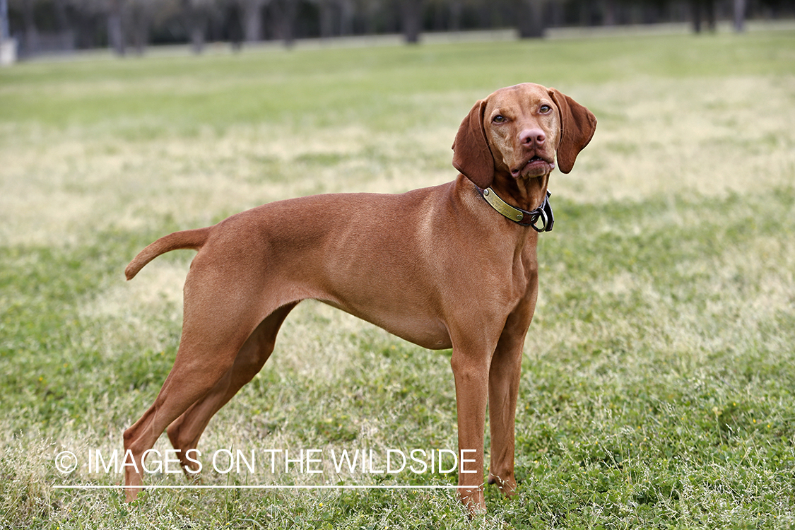 Vizsla in field. 