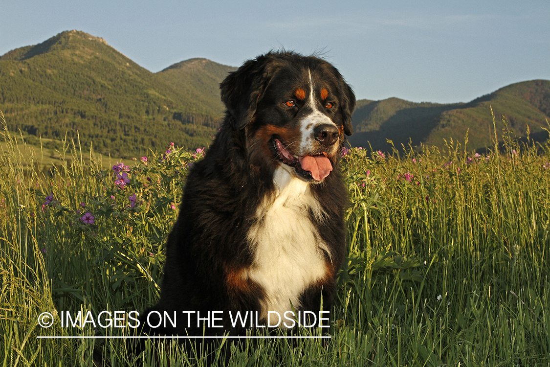 Bernese Mountain Dog. 
