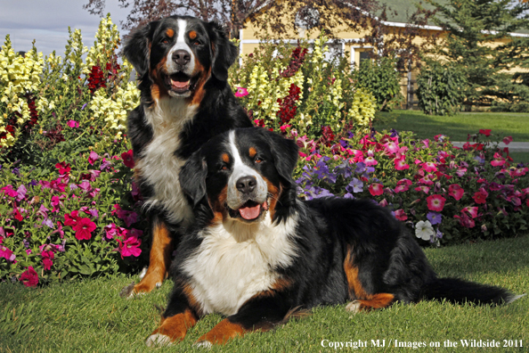 Bernese Mountain Dogs.