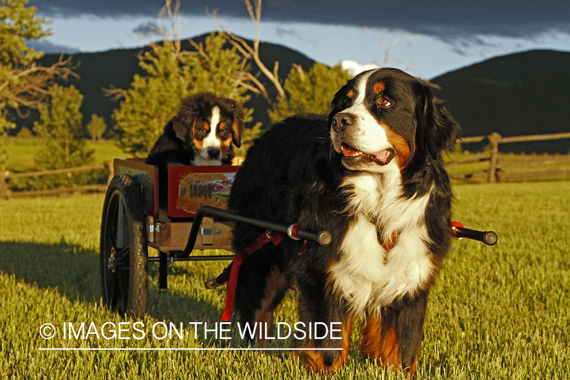 Bernese Mountain Dog pulling a Bernese puppy in a wagon.