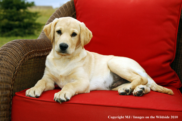 Yellow Labrador Retriever Puppy