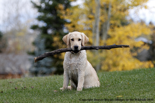 Yellow Labrador Retriever Puppy with stick