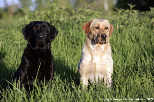 Multi-colored Labrador Retrievers in field