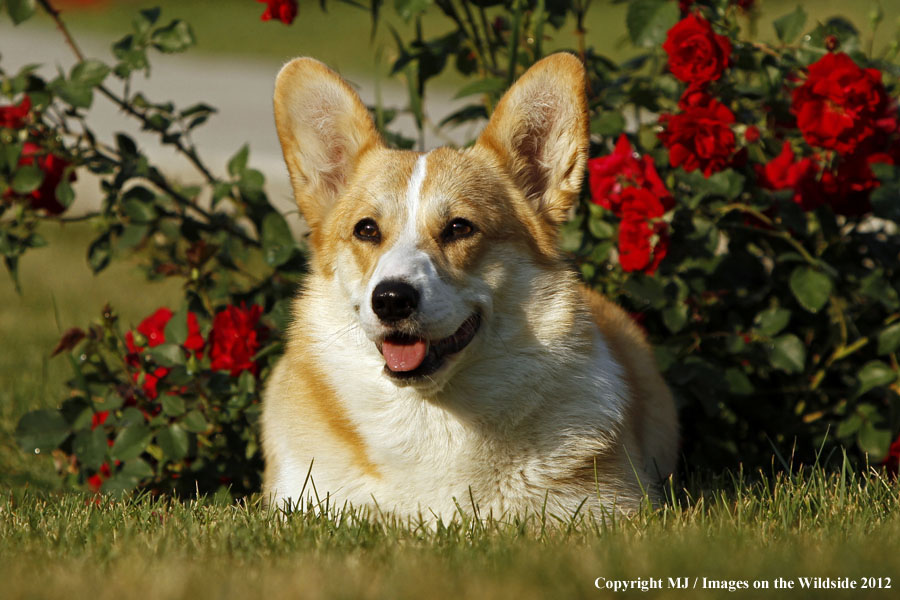 Corgi in yard.