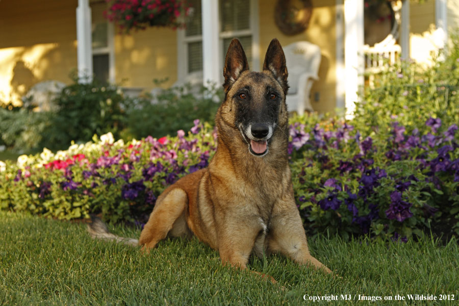 Malinois in yard.