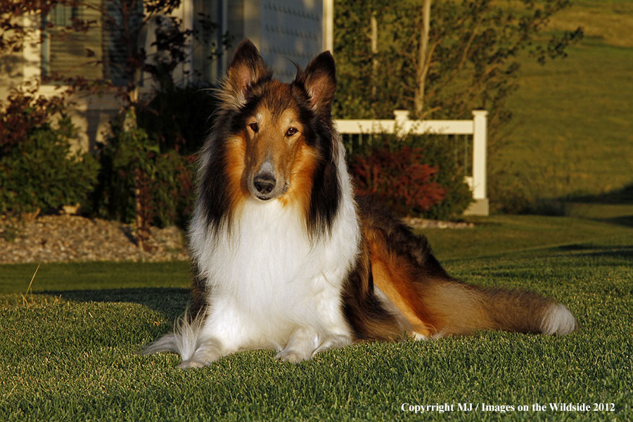 Collie in yard.