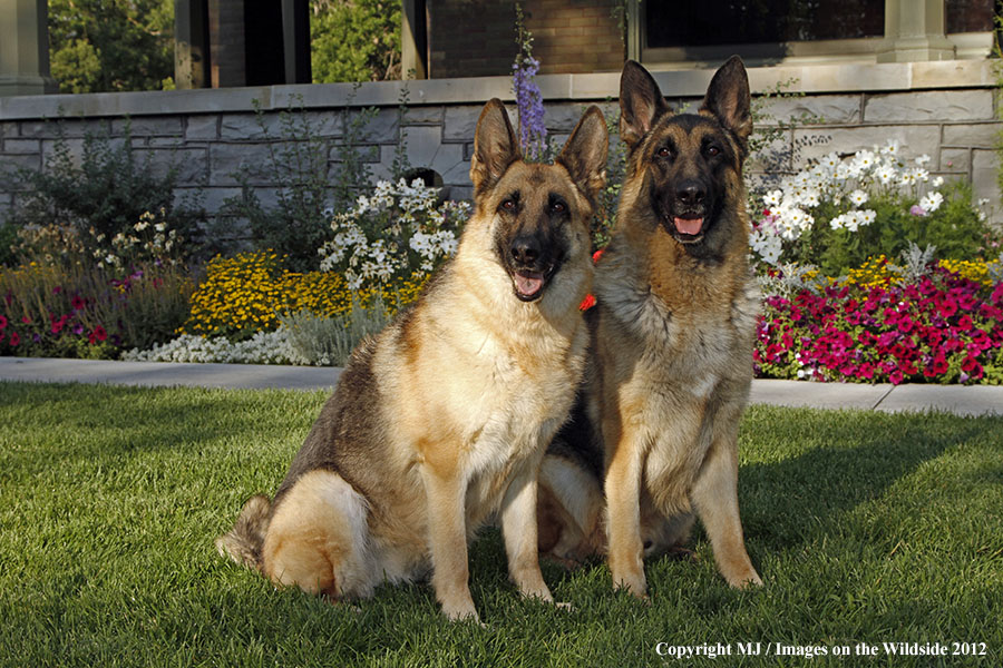 German Shepherds