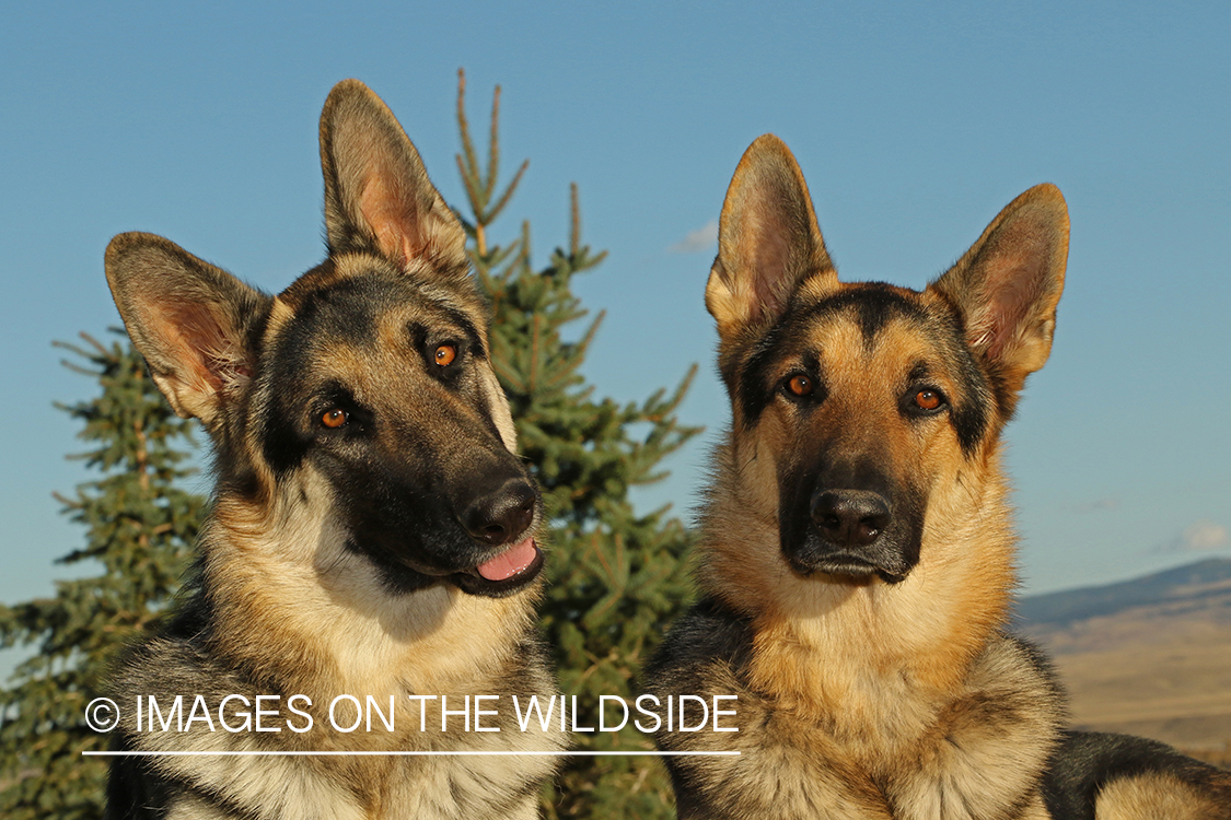 German Shepherds in grass.