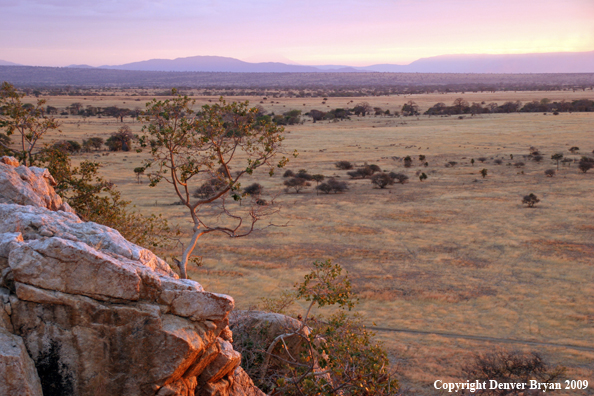 African landscape with Baobab Trees.